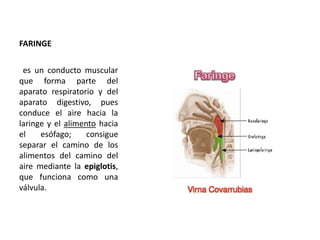 FARINGE 
es un conducto muscular 
que forma parte del 
aparato respiratorio y del 
aparato digestivo, pues 
conduce el aire hacia la 
laringe y el alimento hacia 
el esófago; consigue 
separar el camino de los 
alimentos del camino del 
aire mediante la epiglotis, 
que funciona como una 
válvula. 
 