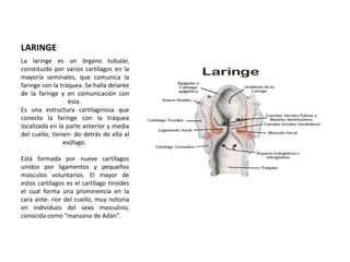 LARINGE 
La laringe es un órgano tubular, 
constituido por varios cartílagos en la 
mayoría seminales, que comunica la 
faringe con la tráquea. Se halla delante 
de la faringe y en comunicación con 
ésta. 
Es una estructura cartilaginosa que 
conecta la faringe con la tráquea 
localizada en la parte anterior y media 
del cuello, tienen- do detrás de ella al 
esófago. 
Está formada por nueve cartílagos 
unidos por ligamentos y pequeños 
músculos voluntarios. El mayor de 
estos cartílagos es el cartílago tiroides 
el cual forma una prominencia en la 
cara ante- rior del cuello, muy notoria 
en individuos del sexo masculino, 
conocida como “manzana de Adán”. 
 