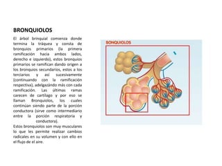 BRONQUIOLOS 
El árbol brinquial comienza donde 
termina la tráquea y consta de 
bronquios primarios (la primera 
ramificación hacia ambos lados, 
derecho e izquierdo), estos bronquios 
primarios se ramifican dando origen a 
los bronquios secundarios, estos a los 
terciarios y así sucesivamente 
(continuando con la ramificación 
respectiva), adelgazándo más con cada 
ramificación. Las últimas ramas 
carecen de cartílago y por eso se 
llaman Bronquiolos, los cuales 
continúan siendo parte de la porción 
conductora (sirve como intermediario 
entre la porción respiratoria y 
conductora). 
Estos bronquiolos son muy musculares 
lo que les permite realizar cambios 
radicales en su volumen y con ello en 
el flujo de el aire. 
 