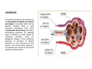 ALVEOLOS 
La función principal de los alvéolos es 
el intercambio de dióxido de carbono 
por oxígeno. Los tejidos dentro de los 
alvéolos también llevan a cabo 
funciones secundarias, tales como 
la producción de hormonas, enzimas y 
tensioactivo pulmonar. En segundo 
lugar, el alvéolo es el sitio donde las 
sustancias inhaladas, como los 
patógenos, drogas u otras sustancias 
químicas, se procesan .El alvéolo 
pulmonar es una estructura de dos 
niveles. Una red de fibras elásticas y 
los capilares que forman la estructura 
exterior de cada alvéolo.. 
 