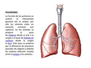 PULMONES 
La función de los pulmones es 
realizar el intercambio 
gaseoso con la sangre, por 
ello los alvéolos están en 
estrecho contacto con 
capilares. En los alvéolos se 
produce el paso 
de Oxígeno desde el aire a la 
sangre y el paso de Dióxido de 
carbono desde la sangre 
al Aire. Este paso se produce 
por la diferencia de presiones 
parciales de oxígeno y dióxido 
de carbono (difusión simple) 
entre la Sangre y los alvéolos. 
