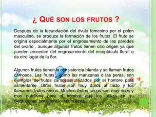 ¿ QUÉ SON LOS FRUTOS ?
Después de la fecundación del óvulo femenino por el polen
masculino, se produce la formación de los frutos. El fruto se
origina especialmente por el engrosamiento de las paredes
del ovario , aunque algunos frutos tienen otro origen ya que
pueden proceden del engrosamiento del receptáculo floral o
de otro lugar de la flor.

Algunos frutos tienen la consistencia blanda y se llaman frutos
carnosos. Las frutas , como las manzanas o las peras, son
ejemplos de frutos carnosos utilizados por el hombre para
alimentarse. Otros frutos son muy duros al tacto y los
llamamos frutos secos. Muchos frutos secos son muy ricos y
muy nutritivos para el hombre que los utiliza en su
dieta, como, por ejemplo, las nueces.
 