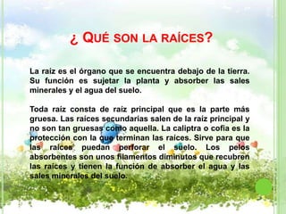 ¿ QUÉ SON LA RAÍCES?

La raíz es el órgano que se encuentra debajo de la tierra.
Su función es sujetar la planta y absorber las sales
minerales y el agua del suelo.

Toda raíz consta de raíz principal que es la parte más
gruesa. Las raíces secundarias salen de la raíz principal y
no son tan gruesas como aquella. La caliptra o cofia es la
protección con la que terminan las raíces. Sirve para que
las raíces puedan perforar el suelo. Los pelos
absorbentes son unos filamentos diminutos que recubren
las raíces y tienen la función de absorber el agua y las
sales minerales del suelo.
 