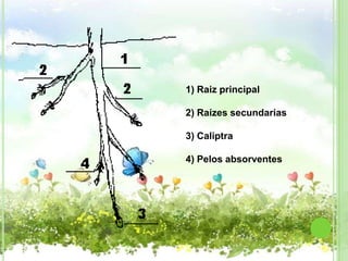 1) Raiz principal

2) Raízes secundarias

3) Caliptra

4) Pelos absorventes
 