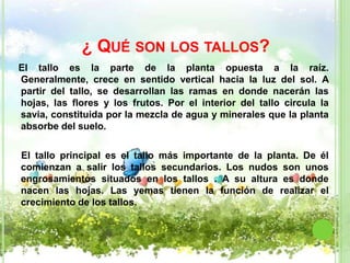 ¿ QUÉ SON LOS TALLOS?
El tallo es la parte de la planta opuesta a la raíz.
Generalmente, crece en sentido vertical hacia la luz del sol. A
partir del tallo, se desarrollan las ramas en donde nacerán las
hojas, las flores y los frutos. Por el interior del tallo circula la
savia, constituida por la mezcla de agua y minerales que la planta
absorbe del suelo.

El tallo principal es el tallo más importante de la planta. De él
comienzan a salir los tallos secundarios. Los nudos son unos
engrosamientos situados en los tallos . A su altura es donde
nacen las hojas. Las yemas tienen la función de realizar el
crecimiento de los tallos.
 