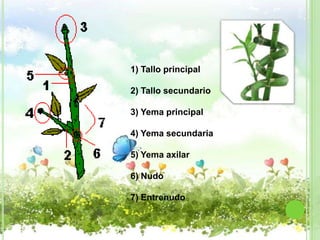 1) Tallo principal

2) Tallo secundario

3) Yema principal

4) Yema secundaria

5) Yema axilar

6) Nudo

7) Entrenudo
 