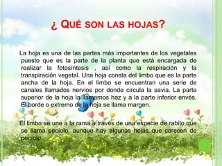 ¿ QUÉ SON LAS HOJAS?

La hoja es una de las partes más importantes de los vegetales
puesto que es la parte de la planta que está encargada de
realizar la fotosíntesis , así como la respiración y la
transpiración vegetal. Una hoja consta del limbo que es la parte
ancha de la hoja. En el limbo se encuentran una serie de
canales llamados nervios por donde circula la savia. La parte
superior de la hoja la llamamos haz y a la parte inferior envés.
El borde o extremo de la hoja se llama margen.

El limbo se une a la rama a través de una especie de rabito que
se llama pecíolo, aunque hay algunas hojas que carecen de
pecíolo.
 