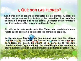 ¿ QUÉ SON LAS FLORES?
Las flores son el órgano reproductor de las plantas. A partir de
ellas, se producen los frutos y las semillas. Las semillas
germinan y originan una nueva planta. Las flores están formadas
por tres partes : cáliz, corola y pedúnculo floral.

El cáliz es la parte verde de la flor. Tiene una consistencia más
fuerte que la corola y a sus piezas les llamamos sépalos.

La corola está formada por los pétalos que son las piezas
coloreadas de las flores. Su función es atraer a los animales
portadores del polen. La colora es la parte de la flor que
convierte a este órgano en algo tan atractivo para los insectos y
el principal motivo por el cual cultivamos las flores de jardinería.
 