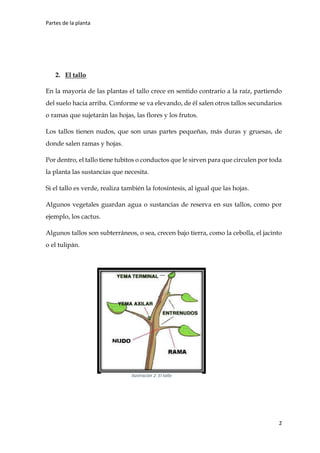 Partes de la planta
2
2. El tallo
En la mayoría de las plantas el tallo crece en sentido contrario a la raíz, partiendo
del suelo hacia arriba. Conforme se va elevando, de él salen otros tallos secundarios
o ramas que sujetarán las hojas, las flores y los frutos.
Los tallos tienen nudos, que son unas partes pequeñas, más duras y gruesas, de
donde salen ramas y hojas.
Por dentro, el tallo tiene tubitos o conductos que le sirven para que circulen por toda
la planta las sustancias que necesita.
Si el tallo es verde, realiza también la fotosíntesis, al igual que las hojas.
Algunos vegetales guardan agua o sustancias de reserva en sus tallos, como por
ejemplo, los cactus.
Algunos tallos son subterráneos, o sea, crecen bajo tierra, como la cebolla, el jacinto
o el tulipán.
Ilustración 2: El tallo
 
