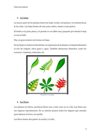 Partes de la planta
3
3. Las hojas
La mayor parte de las plantas tienen las hojas verdes, son planas y se inclinan hacia
la luz solar. Las hojas brotan de una yema axilar y tienen varias partes:
El limbo es la parte plana y el pecíolo es un tallito muy pequeño por donde la hoja
se une al tallo.
Hay un gran número de formas de hojas.
En las hojas se realiza la fotosíntesis, la respiración de la planta y el desprendimiento
al aire de oxígeno, otros gases y agua. También almacenan alimentos, como los
azúcares, vitaminas, minerales, etc.
4. Las flores
Las plantas con flores, producen flores una o más veces en su vida. Las flores son
sus órganos reproductores. En su interior poseen todos los órganos que necesita
para fabricar el fruto y la semilla.
Las flores tienen dos partes: la corola y el cáliz.
Ilustración 3: Las hojas
 