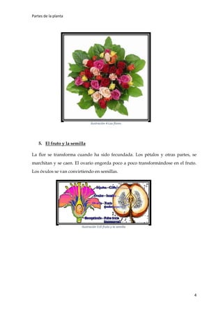 Partes de la planta
4
5. El fruto y la semilla
La flor se transforma cuando ha sido fecundada. Los pétalos y otras partes, se
marchitan y se caen. El ovario engorda poco a poco transformándose en el fruto.
Los óvulos se van convirtiendo en semillas.
Ilustración 4:Las flores
Ilustración 5:El fruto y la semilla
 