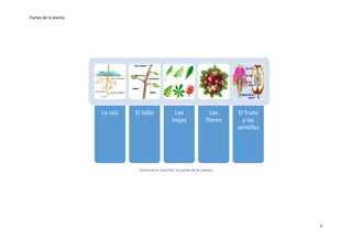 Partes de la planta
5
Ilustración 6: SmartArt, las partes de las plantas
La raiz El tallo Las
hojas
Las
flores
El fruto
y las
semillas
 