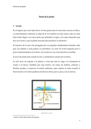 Partes de la planta
1
Partes de la planta
1. La raíz
Es el órgano que crece bajo tierra. Es más gruesa por la zona más cercana al tallo y
va estrechándose conforme se aleja de él. Se ramifica en otras raíces cada vez más
finas hasta llegar a ser unos pelos que absorben el agua y las sales minerales que
hay en el suelo y que la planta necesita para producir su alimento.1
El extremo de la raíz está protegido por un pequeño abultamiento llamado cofia
que. Los pétalos y otras partes, se marchitan y se caen. El ovario engorda poco a
poco transformándose en el fruto. Los óvulos se van convirtiendo en semillas.
le sirve de protección cuando la raíz va abriéndose camino por la tierra.
La raíz sirve de soporte a la planta y evita que ésta se caiga o la transporte el
viento o la lluvia. También por este motivo, las raíces de árboles, arbustos y
hierbas ayudan a conservar el medio ambiente, pues sujetan el suelo cuando la
lluvia fuerte o el viento podrían arrastrar la tierra, poco a poco, con su fuerza.
Ilustración 1: La raíz
1
Fuente: El libro sobre partes de la planta
 