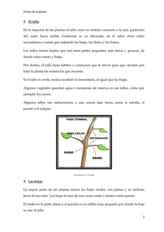 Partes de la planta
2
2. El tallo
En la mayoría de las plantas el tallo crece en sentido contrario a la raíz, partiendo
del suelo hacia arriba. Conforme se va elevando, de él salen otros tallos
secundarios o ramas que sujetarán las hojas, las flores y los frutos.
Los tallos tienen nudos, que son unas partes pequeñas, más duras y gruesas, de
donde salen ramas y hojas.
Por dentro, el tallo tiene tubitos o conductos que le sirven para que circulen por
toda la planta las sustancias que necesita.
Si el tallo es verde, realiza también la fotosíntesis, al igual que las hojas.
Algunos vegetales guardan agua o sustancias de reserva en sus tallos, como por
ejemplo, los cactus.
Algunos tallos son subterráneos, o sea, crecen bajo tierra, como la cebolla, el
jacinto o el tulipán.
Ilustración 2: El tallo
3. Las hojas
La mayor parte de las plantas tienen las hojas verdes, son planas y se inclinan
hacia la luz solar. Las hojas brotan de una yema axilar y tienen varias partes:
El limbo es la parte plana y el pecíolo es un tallito muy pequeño por donde la hoja
se une al tallo.
 