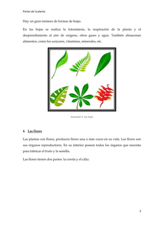 Partes de la planta
3
Hay un gran número de formas de hojas.
En las hojas se realiza la fotosíntesis, la respiración de la planta y el
desprendimiento al aire de oxígeno, otros gases y agua. También almacenan
alimentos, como los azúcares, vitaminas, minerales, etc.
Ilustración 3: Las hojas
4. Las flores
Las plantas con flores, producen flores una o más veces en su vida. Las flores son
sus órganos reproductores. En su interior poseen todos los órganos que necesita
para fabricar el fruto y la semilla.
Las flores tienen dos partes: la corola y el cáliz.
 