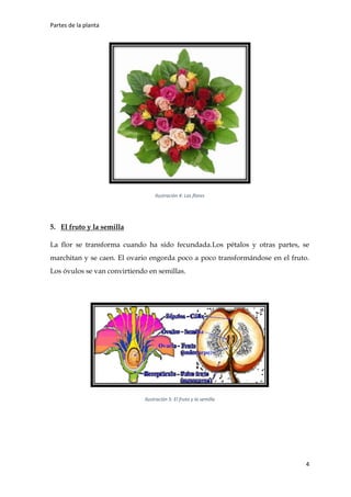 Partes de la planta
4
Ilustración 4: Las flores
5. El fruto y la semilla
La flor se transforma cuando ha sido fecundada.Los pétalos y otras partes, se
marchitan y se caen. El ovario engorda poco a poco transformándose en el fruto.
Los óvulos se van convirtiendo en semillas.
Ilustración 5: El fruto y la semilla
 