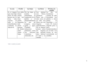 6
La raíz El tallo Las hojas Las flores El fruto y la
semilla
Es el órgano
que crece bajo
tierra. Es más
gruesa por la
zona más
cercana al
tallo y va
estrechándose
conforme se
aleja de él.
Los tallos
tienen
nudos,
que son
unas
partes
pequeñas,
más
duras y
gruesas,
de donde
salen
ramas y
hojas.
En las hojas se
realiza la
fotosíntesis, la
respiración de la
planta y el
desprendimiento
al aire de
oxígeno, otros
gases y agua.
También
almacenan
alimentos, como
los azúcares,
vitaminas,
minerales, etc.
Las plantas
con flores,
producen
flores una o
más veces en
su vida. Las
flores son sus
órganos
reproductores.
En su interior
poseen todos
los órganos
que necesita
para fabricar
el fruto y la
semilla.
La flor se
transforma
cuando ha sido
fecundada. Los
pétalos y otras
partes, se
marchitan y se
caen. El ovario
engorda poco a
poco
transformándose
en el fruto. Los
óvulos se van
convirtiendo en
semillas.
Tabla 1: La planta y sus partes
 