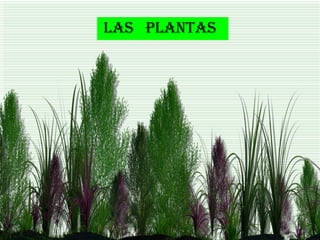 LAS PLANTAS
 
