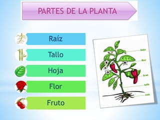 Raíz
Tallo
Hoja
Flor
Fruto
 