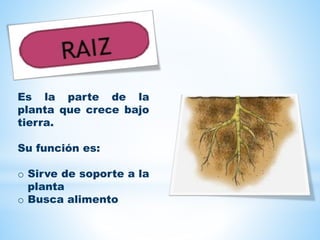 Es la parte de la
planta que crece bajo
tierra.
Su función es:
o Sirve de soporte a la
planta
o Busca alimento
 