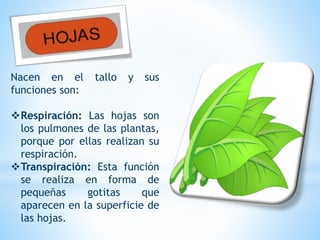 Nacen en el tallo y sus
funciones son:
Respiración: Las hojas son
los pulmones de las plantas,
porque por ellas realizan su
respiración.
Transpiración: Esta función
se realiza en forma de
pequeñas gotitas que
aparecen en la superficie de
las hojas.
 
