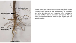Partes de la planta[1].pptx s s s s ssss | PPT