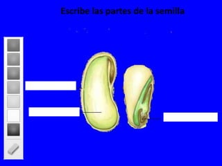 Escribe las partes de la semilla