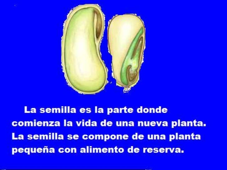 Partes de la semilla Partes de la semilla