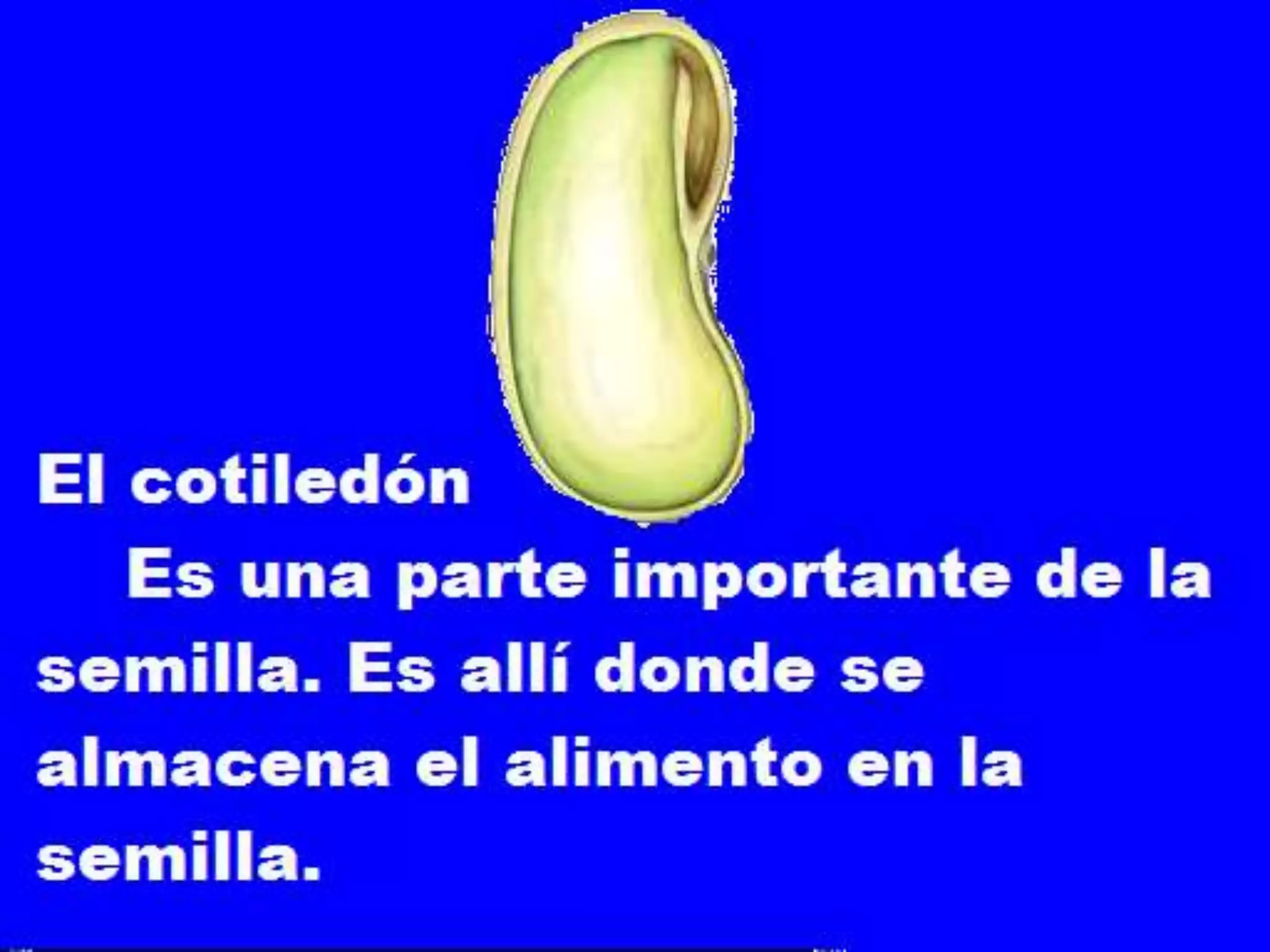 Partes de la semilla | PPT