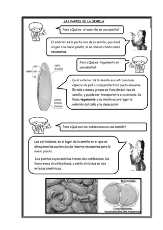 LAS PARTES DE LA SEMILLA
Los cotiledones, es el lugar de la semilla en el que se
almacenan las sustancias de reserva necesarias para la
nueva planta.
Las plantas cuyas semillas tienen dos cotiledones, las
llamaremos dicotiledóneas, y están divididas en dos
mitades simétricas.
El embrión es la parte viva de la semilla, que dará
origen a la nueva planta, si se dan las condiciones
necesarias.
Pero ¿Qué es el embrión en una semilla?
Pero ¿Qué es tegumento en
una semilla?
En el exterior de la semilla encontramos una
especie de piel o capa protectora que la envuelve.
Es más o menos gruesa en función del tipo de
semilla, y puede ser transparente o coloreada. Se
llama tegumento y su misión es proteger al
embrión del daño y la desecación
Pero ¿Qué son los cotiledones en una semilla?
 