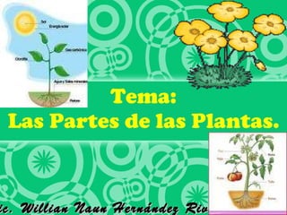 Tema: Las Partes de las Plantas. Lic. Willian Naun Hernández Rivera 