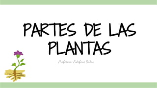 PARTES DE LAS
PLANTAS
Profesora: Estefani Salas
 