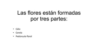 Las flores están formadas
por tres partes:
• Cáliz
• Corola
• Pedúnculo floral
 