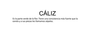 CÁLIZ
Es la parte verde de la flor. Tiene una consistencia más fuerte que la
corola y a sus piezas les llamamos sépalos.
 
