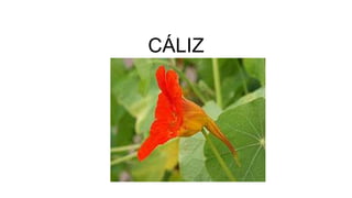 CÁLIZ
 