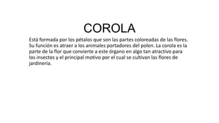 COROLA
Está formada por los pétalos que son las partes coloreadas de las flores.
Su función es atraer a los animales portadores del polen. La corola es la
parte de la flor que convierte a este órgano en algo tan atractivo para
los insectos y el principal motivo por el cual se cultivan las flores de
jardinería.
 