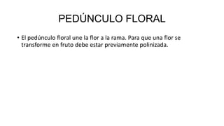 PEDÚNCULO FLORAL
• El pedúnculo floral une la flor a la rama. Para que una flor se
transforme en fruto debe estar previamente polinizada.
 