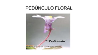 PEDÚNCULO FLORAL
 