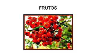 FRUTOS
 