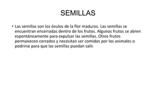 SEMILLAS
• Las semillas son los óvulos de la flor maduros. Las semillas se
encuentran encerradas dentro de los frutos. Algunos frutos se abren
espontáneamente para expulsar las semillas. Otros frutos
permanecen cerrados y necesitan ser comidos por los animales o
podrirse para que las semillas puedan salir.
 