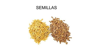 SEMILLAS
 