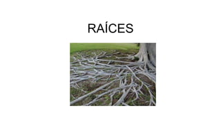 RAÍCES
 