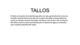 TALLOS
El tallo es la parte de la planta opuesta a la raíz, generalmente crece en
sentido vertical hacia la luz del sol. A partir del tallo se desarrollan las
ramas en donde nacerán las hojas, las flores y los frutos. Por el interior
del tallo circula la savia constituida por la mezcla de agua y minerales
que la planta absorbe del suelo.
 