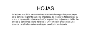 HOJAS
La hoja es una de la parte mas importante de los vegetales puesto que
es la parte de la planta que está encargada de realizar la fotosíntesis, así
como la respiración y la transpiración vegetal. Una hoja consta del limbo
que es la parte más ancha de la hoja. En el limbo se encuentran una
serie de canales llamados nervios por donde circula la savia.
 