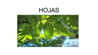 HOJAS
 