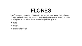 FLORES
Las flores son el órgano reproductor de las plantas. A partir de ellas se
producen los frutos y las semillas. Las semillas germinan y originan una
nueva planta. Las flores están formadas por tres partes:
• Cáliz
• Corola
• Pedúnculo floral
 