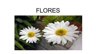 FLORES
 