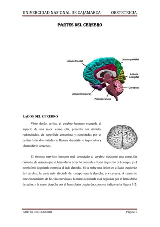 UNIVERCIDAD NASIONAL DE CAJAMARCA                                    OBSTETRICIA

                           PARTES DEL CEREBRO




LADOS DEL CEREBRO

      Visto desde, arriba, el cerebro humano recuerda el
aspecto de una nuez: como ella, presenta dos mitades
redondeadas, de superficie convoluta y conectadas por el
centro Estas dos mitades se llaman «hemisferio izquierdo» y
«hemisferio derecho».


      El sistema nervioso humano está conectado al cerebro mediante una conexión
cruzada, de manera que el hemisferio derecho controla el lado izquierdo del cuerpo, y el
hemisferio izquierdo controla el lado derecho. Si se sufre una lesión en el lado izquierdo
del cerebro, la parte más afectada del cuerpo será la derecha, y viceversa. A causa de
este cruzamiento de las vías nerviosas, la mano izquierda está regulada por el hemisferio
derecho, y la mano derecha por el hemisferio izquierdo, como se indica en la Figura 3-2.




PARTES DEL CEREBRO                                                               Página 1
 