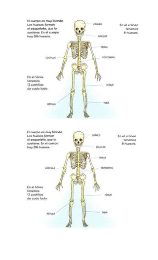 Partes del cuerpo
