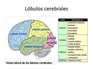 Lóbulos cerebrales
 